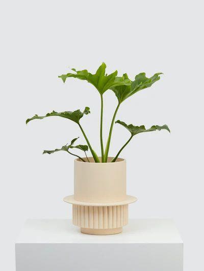 Planter-Praha Planter