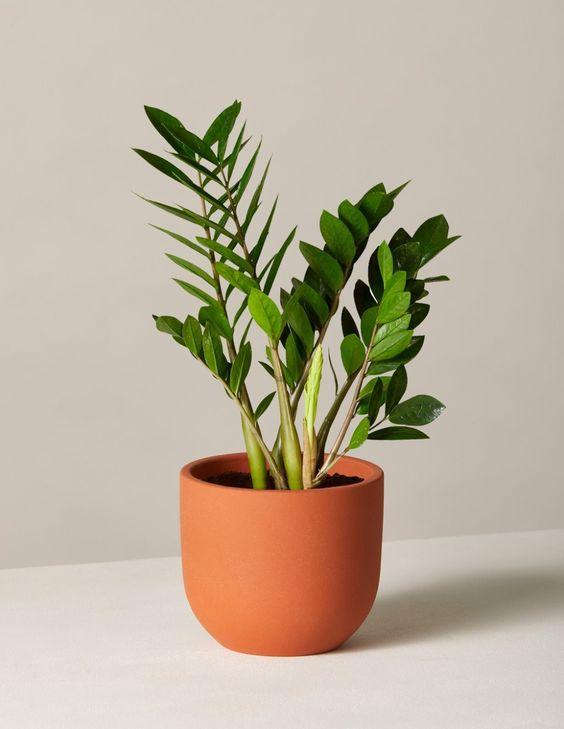 Planter-Tezzo Planter